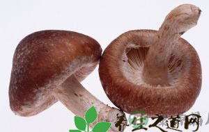 菌菇类的营养价值 菌菇类的营养价值