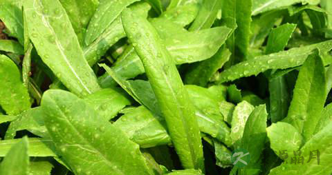 油麦菜的食疗价值