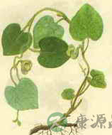 寻骨风