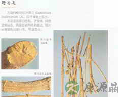野马追