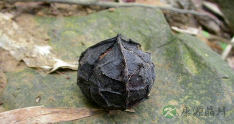 油桐子
