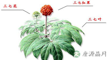 三七的功效及其作用