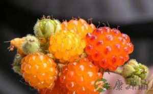 茅莓