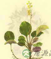 鹿含草