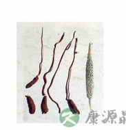 凉山虫草