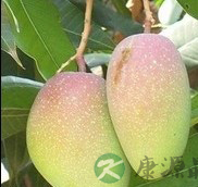芒果