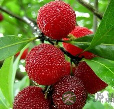 杨梅 杨梅