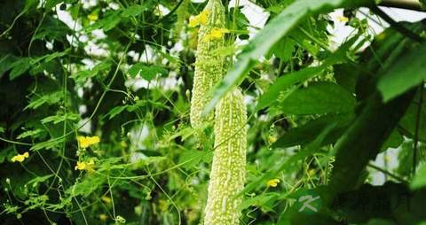 细菌性前列腺炎吃什么
