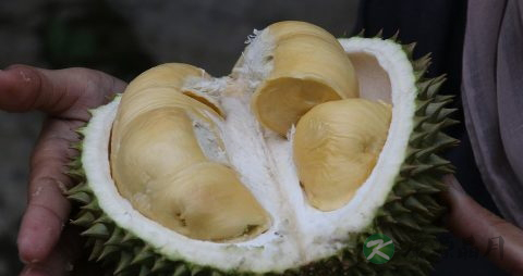 老人吃榴莲好不好