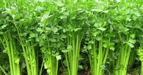 痛风吃碱性食物有哪些