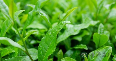 老年人喝茶好不好