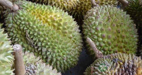 老人吃榴莲好不好