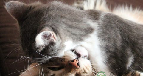 猫抓病的原因