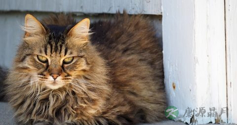 猫抓病的原因