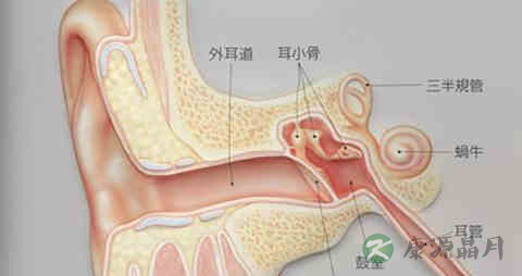 外耳湿疹吃什么药
