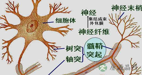 脑白质脱髓鞘吃什么药
