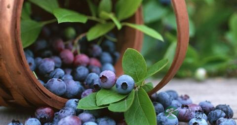白化病吃蓝莓对视力有好处吗
