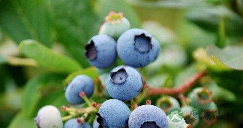 白化病吃蓝莓对视力有好处吗