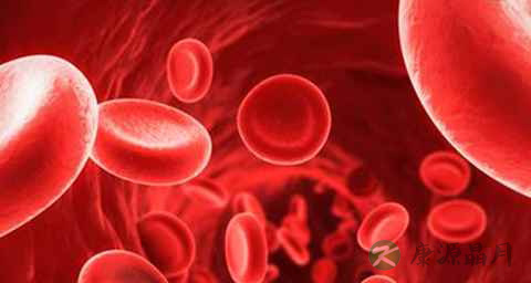 捐献造血干细胞的流程