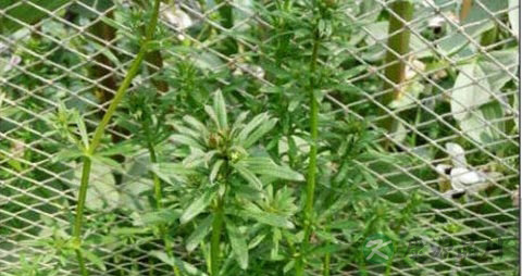 芨芨草根治白血病吗