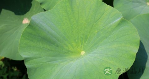 手足口病与口蹄疫有什么区别