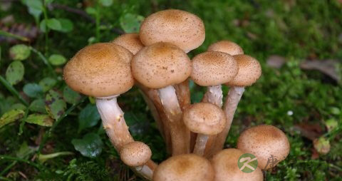 哪些食物可以防胃癌