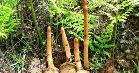 类风湿患者能吃天麻吗