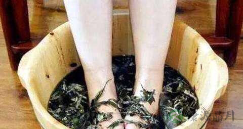风湿可以用艾草水泡吗