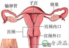 图文结合：360度展示女性阴道结构