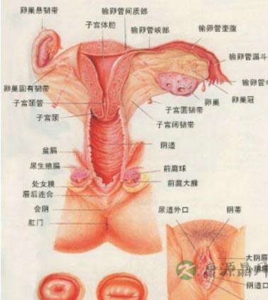 深度探秘女人私处娇羞地带