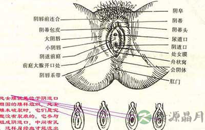 图文结合：360度展示女性阴道结构