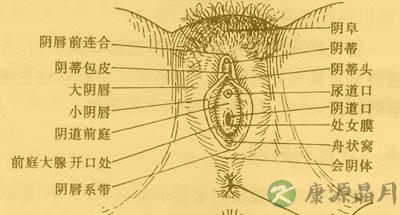 解析！女人最标准的阴道尺寸
