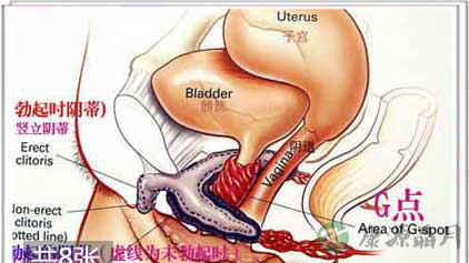 图文:性刺激下女人勃起全过程
