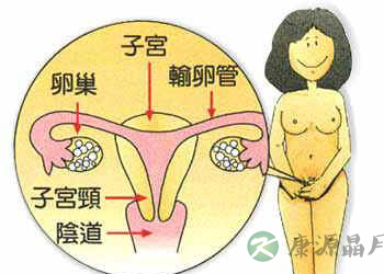 健康女性阴户的最美构造
