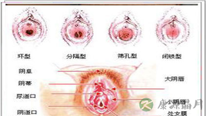 你所不知的女性外用生殖器全解