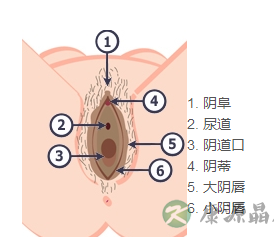 真实图解：女性外阴长啥样？