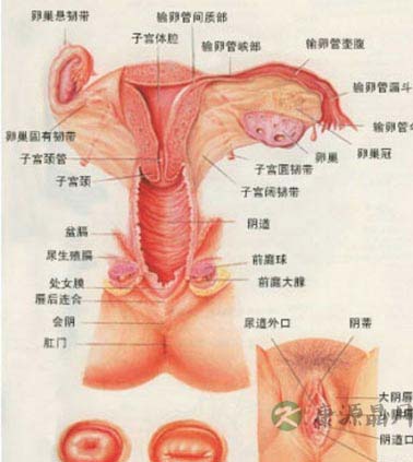 高清图解女人私处全部构造