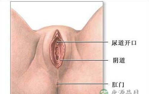 女性私处花瓣是怎样收缩的