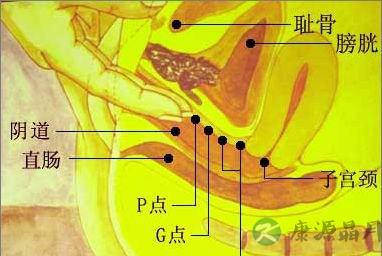 图解A点 让女人迅速湿润的敏感地带