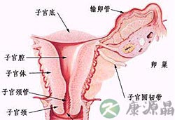揭开关于子宫那些未公开的小秘密