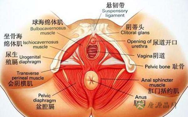 健康女性阴户的最美构造