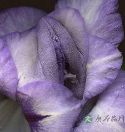 罕见的女性私处高清图