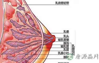 图解：女性乳房“勃起”过程图