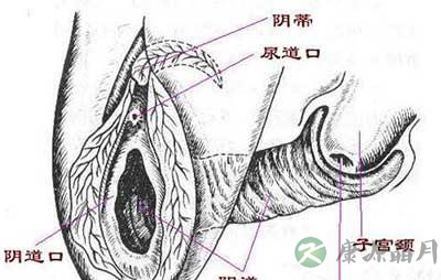 图文结合：360度展示女性阴道结构