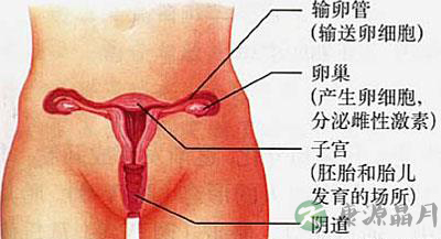 羞！女人阴蒂，你不知道的冷知识