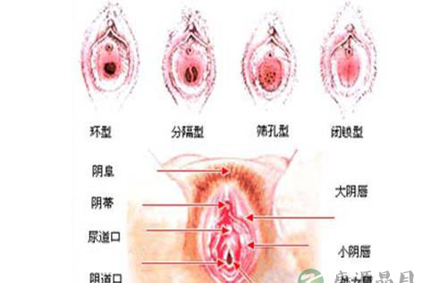 高清全图：美女处女膜的结构