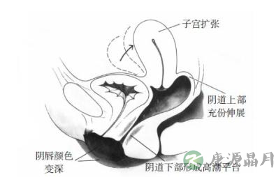 女性性器官随性反应会出现什么变化