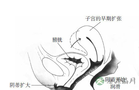 女性阴唇高潮时湿度颜色变化