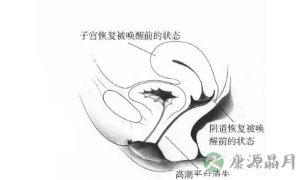 女性性器官随性反应会出现什么变化