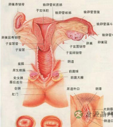 深度探秘女人私处娇羞地带